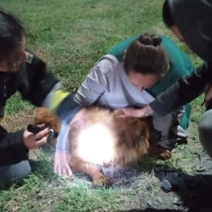Bombeiros resgatam cachorro após cair em bueiro