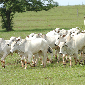 Prazo para atualização obrigatória de rebanhos começa em 1º de maio