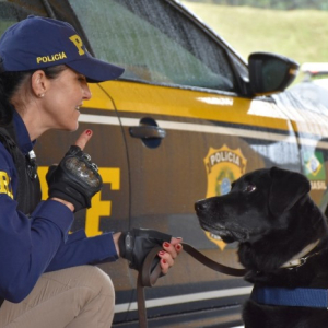 Cão responsável pela maior apreensão de drogas do país morre aos 14 anos