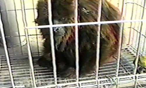 Inusitado nos anos 90: um macaco na vizinhança