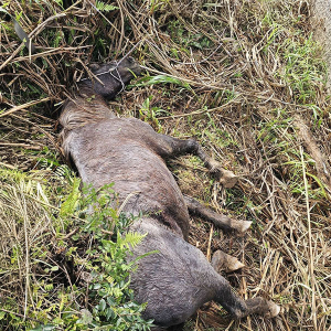 Cavalo cai em vala e é resgatado pelo Corpo de Bombeiros
