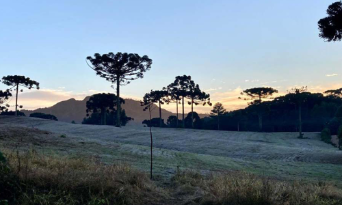 Onda de frio: produtores podem adotar medidas para minimizar os danos no campo