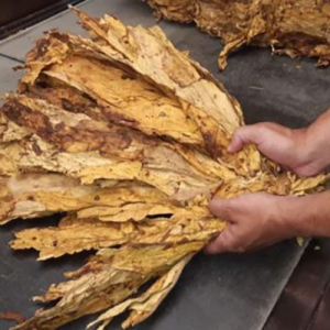 Nova proposta para classificação do tabaco será debatida em audiência pública em Rio Negro