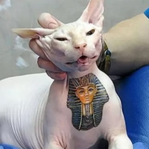 Tatuagens em cães e gatos? Entenda nova lei sobre o tema