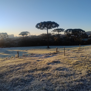Geada marca segundo dia de frio intenso na região; veja fotos