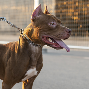 Santa Catarina restringe circulação de pitbulls e outras 10 raças derivadas; entenda
