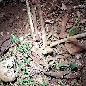 Ossada encontrada às margens da BR-116 é de mulher jovem, aponta perícia