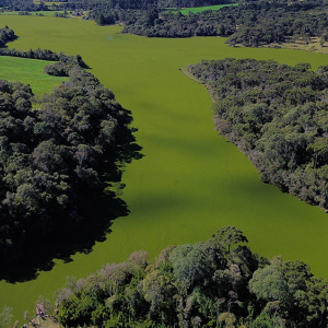 “Tapete verde” toma reservatório da Usina São Lourenço e acende alerta ambiental; entenda