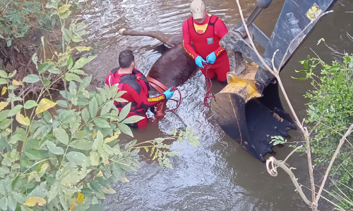 Força-tarefa retira cavalo morto do leito do rio Passa Três