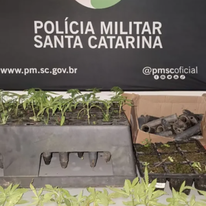 Plantação de maconha é encontrada a poucos metros de igreja