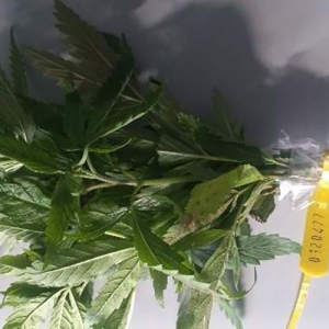Morador encontra pés de maconha plantados em seu quintal e aciona a polícia