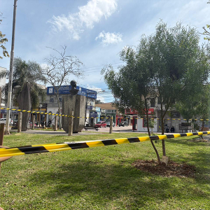 Enxame de abelhas leva à interdição parcial da praça; entenda