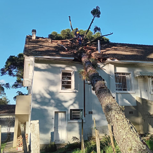Araucária cai sobre casa após ventos fortes