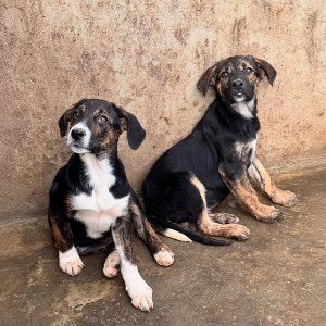 III Cachorro Louco: evento em prol de ONGs de Riomafra acontece neste sábado