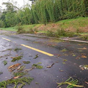 Árvores caem sobre rodovias, veículo e residências; veja últimas ocorrências