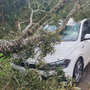 Árvore cai sobre carro estacionado durante vendaval