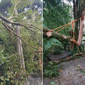 Fortes ventos causam queda e risco de árvores em duas casas