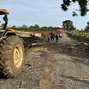 Árvore de 35 metros cai e bloqueia estrada rural
