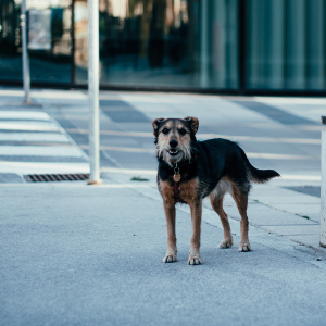 Alesc aprova regras para circulação de cães em ambientes públicos; veja o que muda