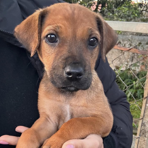 Que tal adotar um amigo de quatro patas? Feira de adoção acontece neste sábado