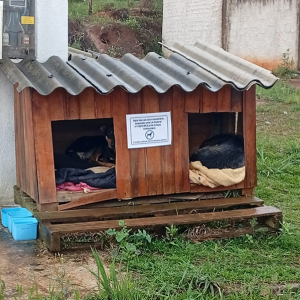 Após repercussão, Prefeitura recua e reconhece casinhas de cães como iniciativa comunitária