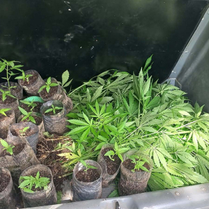Denúncia leva polícia a plantação de maconha em propriedade rural