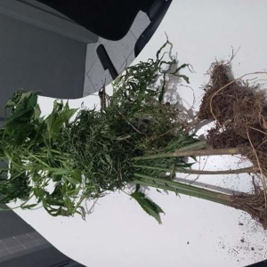 Homem é preso após polícia encontrar plantação de maconha no interior