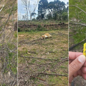 Boi é encontrado morto com tiro na cabeça em área rural