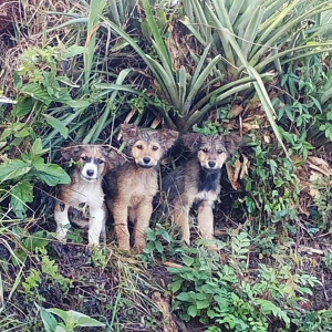 Cães são abandonados no mato um dia depois de adotados