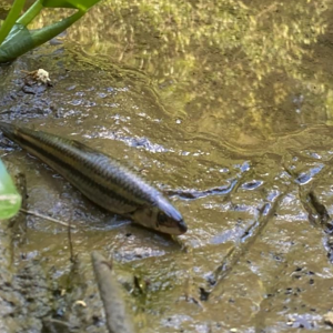 Ministério Público instaura procedimento para investigar morte de peixes no rio da Lança