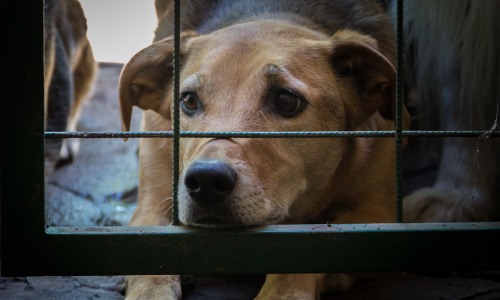 Projeto de lei quer expor histórico de condenados por maus-tratos aos animais