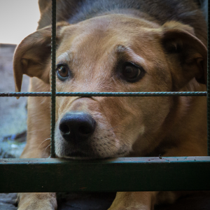 Projeto de lei quer expor histórico de condenados por maus-tratos aos animais