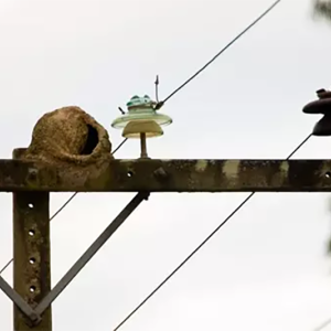 Ninho de joão-de-barro deixa quase 2 mil consumidores sem energia elétrica; entenda