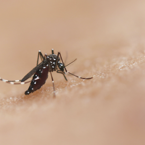 Novos focos do mosquito Aedes aegypti são identificados em Mafra; veja em quais bairros