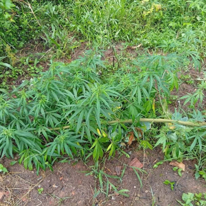 Briga entre irmãos termina com apreensão de plantação de maconha