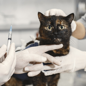 Rio Negro promove vacinação gratuita para cães e gatos nesta quarta-feira
