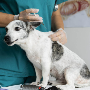 Vacinação gratuita de cães e gatos é adiada; veja nova data