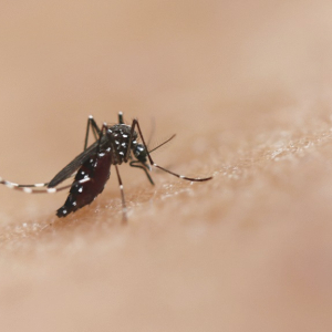 Focos do mosquito Aedes aegypti aumentam em Mafra; veja os bairros com registros