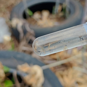 Mais de 150 focos do mosquito Aedes aegypti colocam Rio Negro em alerta
