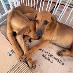 Que tal ganhar um cãozinho? Feira de adoção acontece neste sábado em Mafra