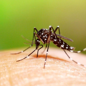 Jardim América terá ação de combate à dengue nesta sexta-feira