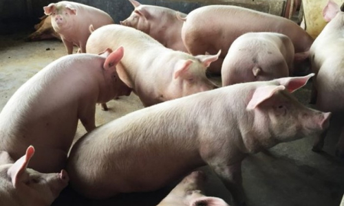 Exportações de carne suína superam desempenho de 2019 em SC