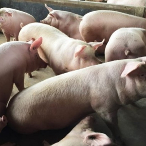 Exportações de carne suína superam desempenho de 2019 em SC