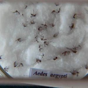 Ministério da Saúde lança campanha de combate ao Aedes aegypti