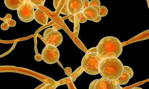Anvisa identifica possível caso de ‘superfungo’ resistente a medicamentos no Brasil