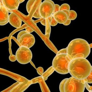 Anvisa identifica possível caso de ‘superfungo’ resistente a medicamentos no Brasil
