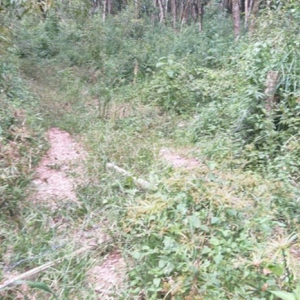 Terreno rural à venda em Campina dos Andrades