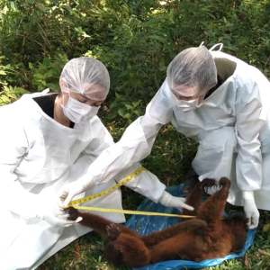 Com 46 macacos mortos, Itaiópolis reforça alerta para a Febre Amarela