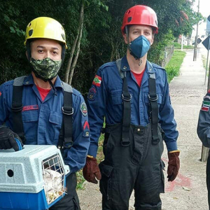 Gato ferido é resgatado pelos bombeiros de Mafra