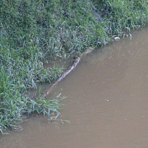 “A cobra sucuri do rio Negro”